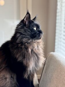 A cat sitting on top of a chair next to a window.