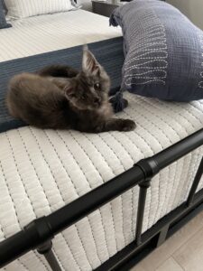 A cat laying on top of a bed next to pillows.