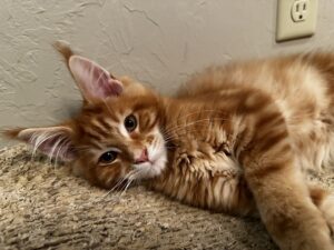 A cat laying on the floor with its head down.