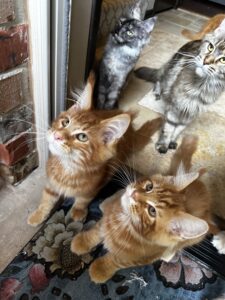 Two cats and a kitten looking up at the camera.