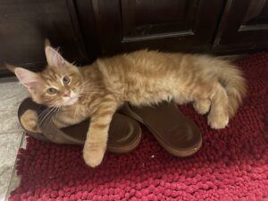 A cat laying on top of some shoes