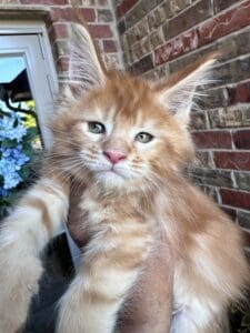 Adorable red Maine Coon kitten.