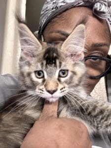 Woman holding an adorable Maine Coon kitten.