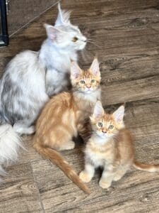 Maine Coon cat and two kittens.