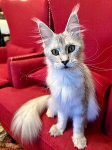 Fluffy Maine Coon kitten on red couch.