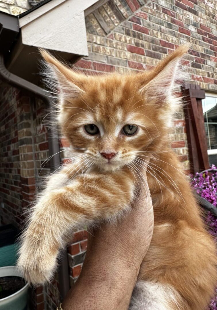 A cat sitting on someones hand outside