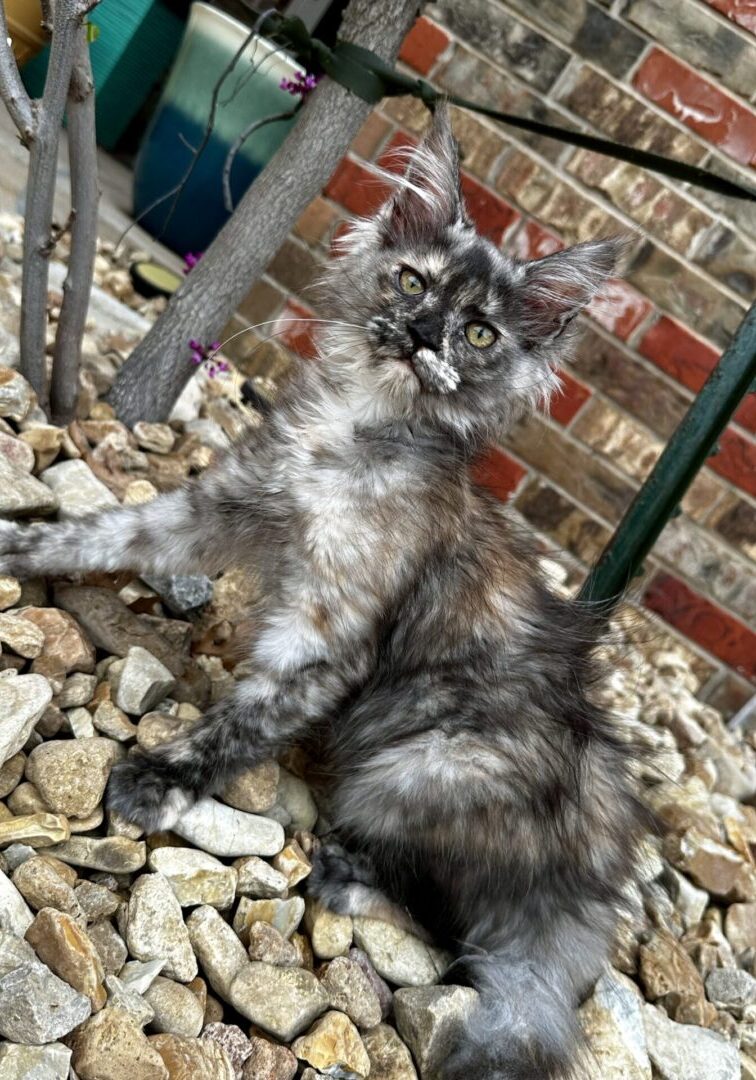 A cat sitting on the ground near some rocks