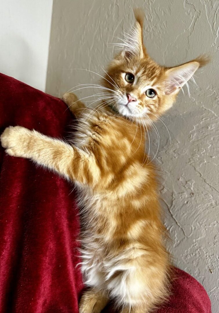 A cat is sitting on the arm of a couch.