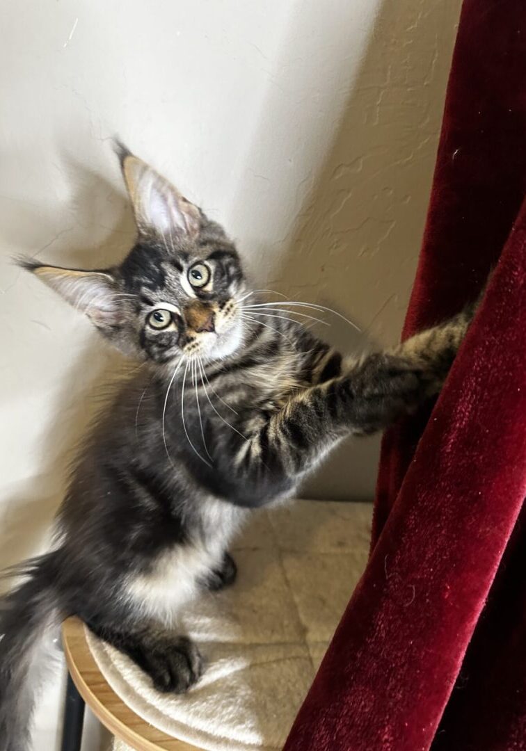 A cat standing on the side of a wall.