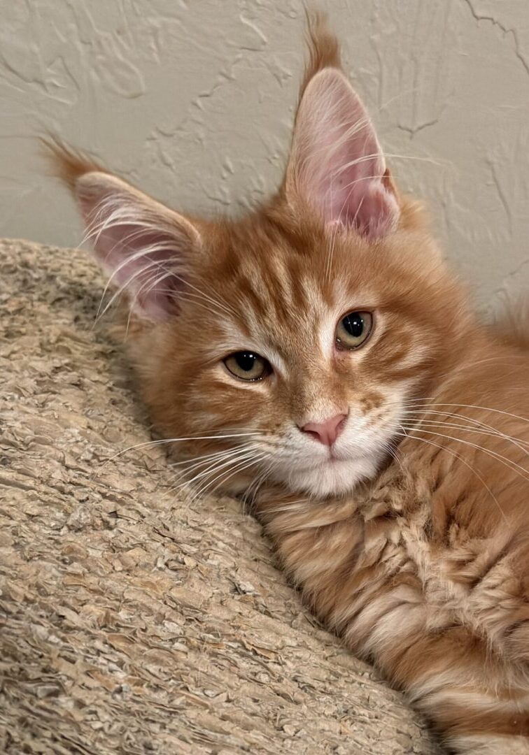 A cat laying on the arm of a chair.